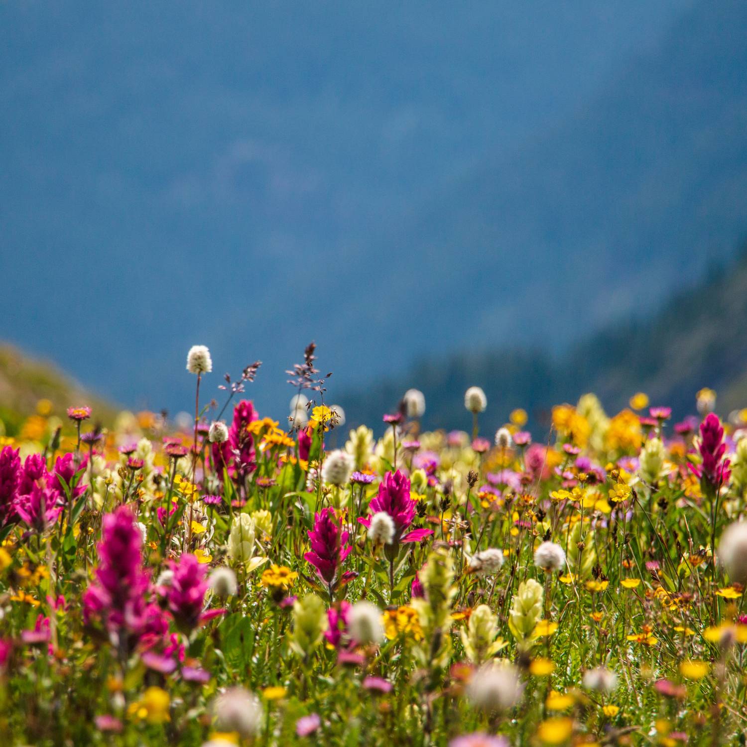 What You Can Expect From a Colorado Trip in the Spring