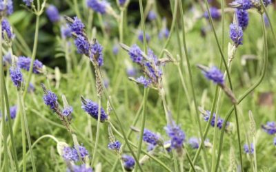 From Trauma to Healing with Aromatherapy