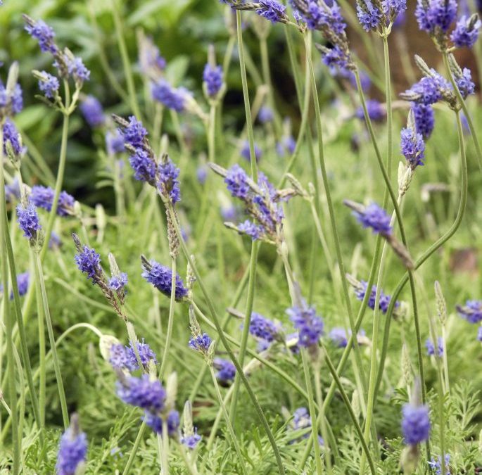 From Trauma to Healing with Aromatherapy
