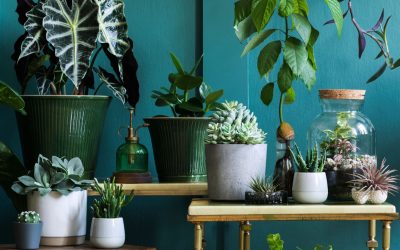 Easy Ways That You Can Rejuvenate Your Home
