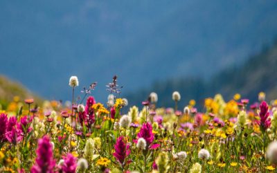 What You Can Expect From a Colorado Trip in the Spring